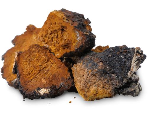CHAGA