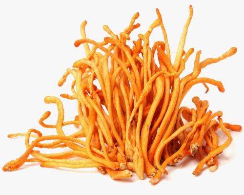 CORDYCEPS