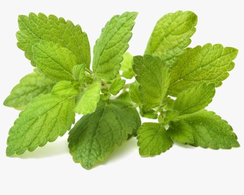LEMON BALM