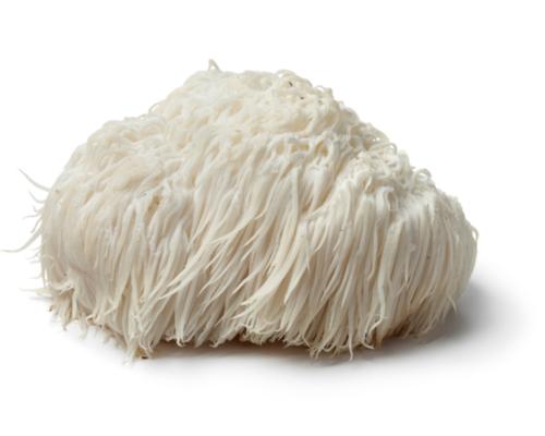 LION'S MANE