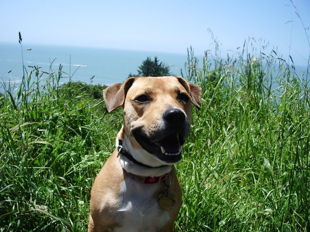 A Dog