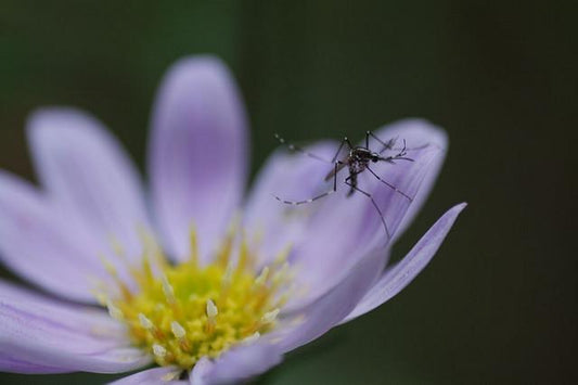 Creating an Effective, Natural Bug Repellant