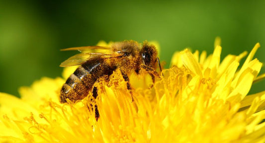 The Bee’s Knees: Benefits of Bee Pollen