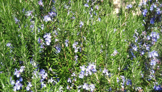 A Brief History of Rosemary