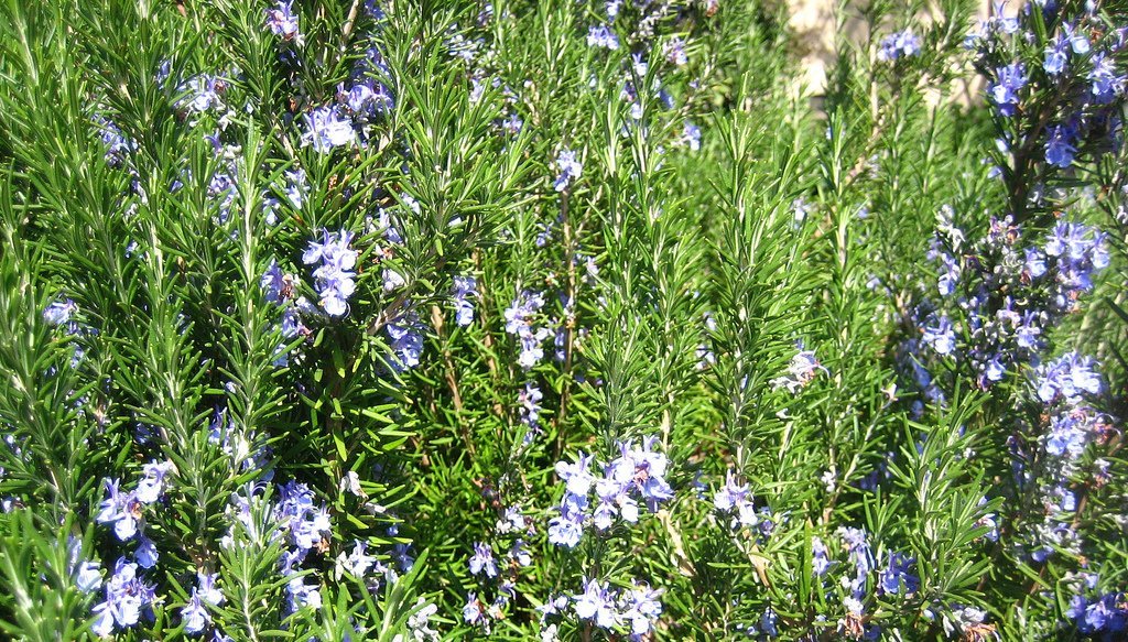 A Brief History of Rosemary